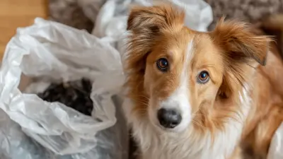 Ultimate Checklist for Choosing the Best Degradable Dog Waste Bags for Eco-Friendly Pet Owners