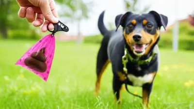 Understanding the Importance of a Bag Of Dog Poop in Responsible Pet Ownership