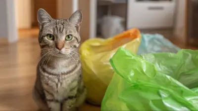 Choosing the Right Compostable Cat Litter Bags Understanding Features and Applications