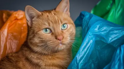 Advantages of Using the Best Cat Trash Bags for Global Pet Owners